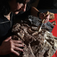 Illustration for article titled Fossil Poaching and the Black Market in Dinosaur Bones
